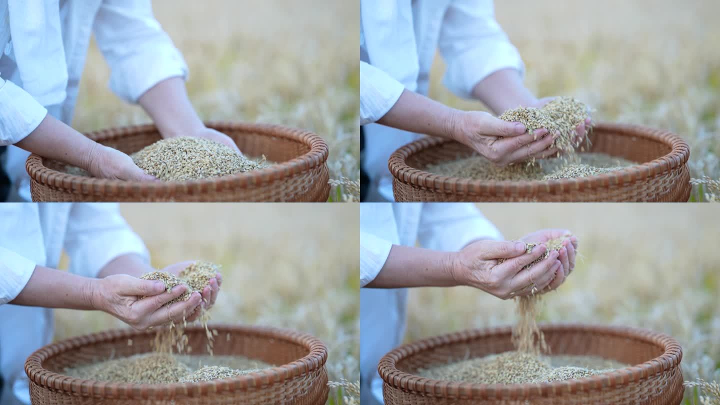 双手捧水稻  稻子