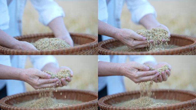 双手捧水稻  谷粒 麦子