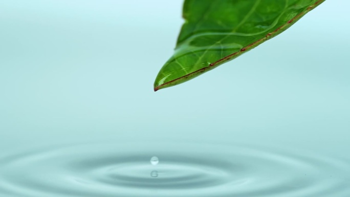 镜头特写:水滴从绿叶上滑下，落入平静的水中，激起涟漪