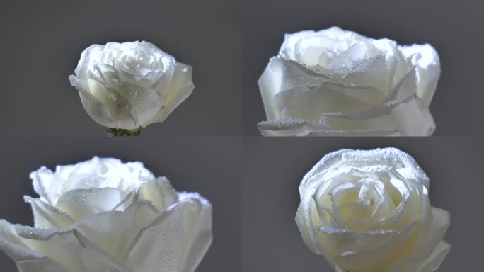 白玫瑰素材