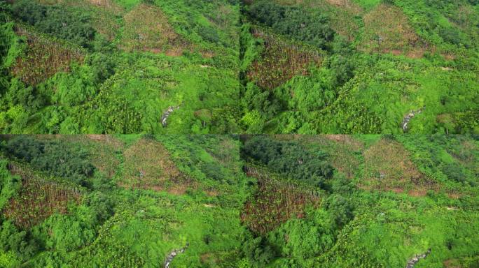 海南热带雨林国家森林里的槟榔种植园与溪流