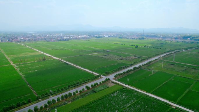 绿色稻田航拍水稻农业美丽乡村