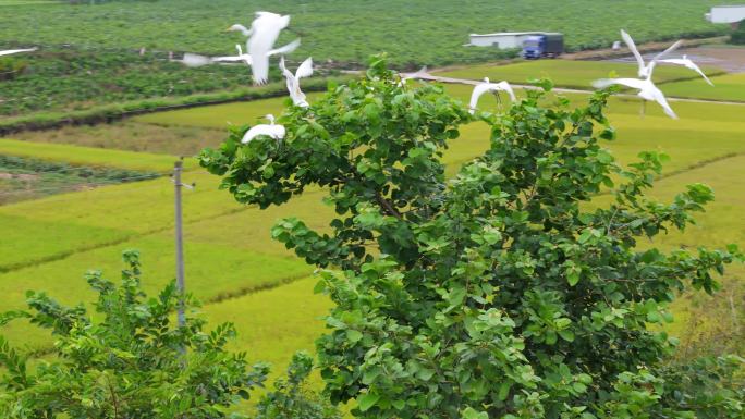 白鹭停在枝头湿地公园野外绿树