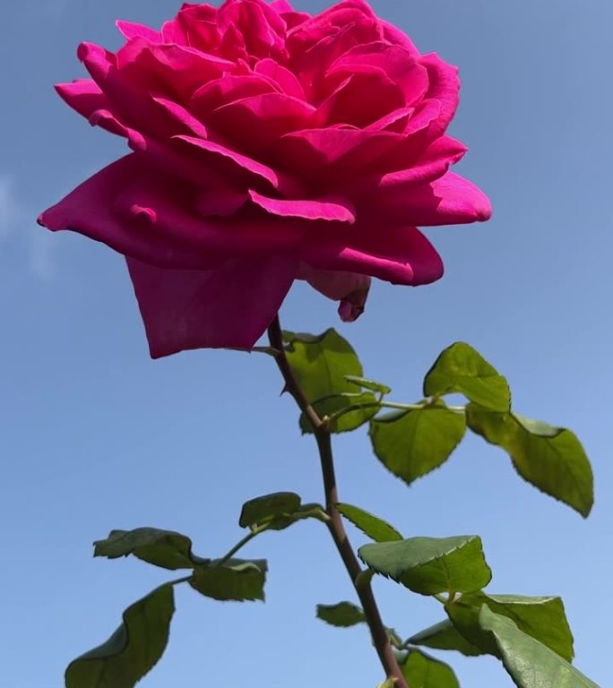 蓝天上美丽的玫瑰花，垂直的视频。