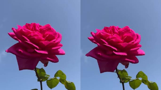蓝天上美丽的玫瑰花，垂直的视频。