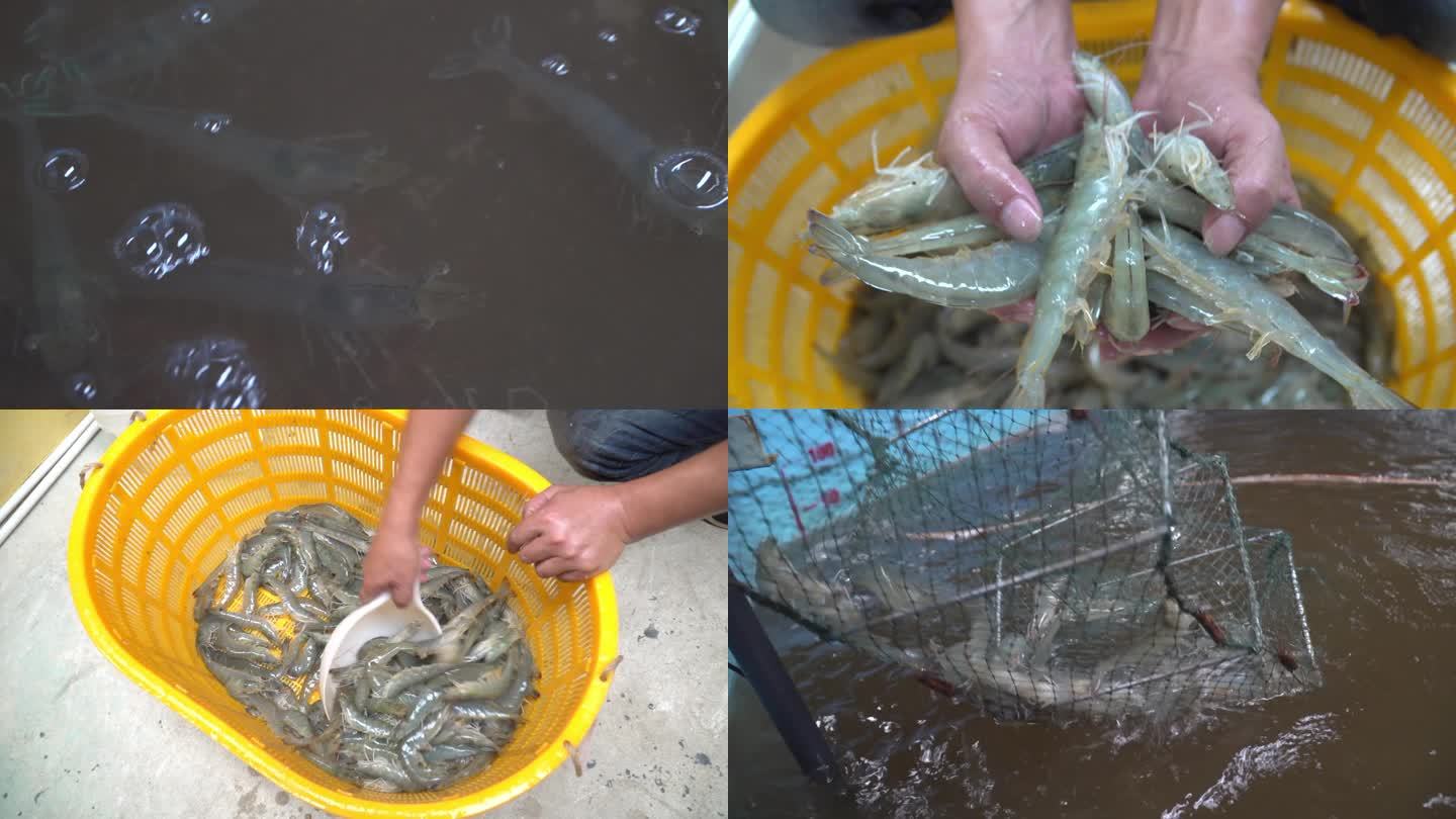 水产养殖南美白对虾基围虾