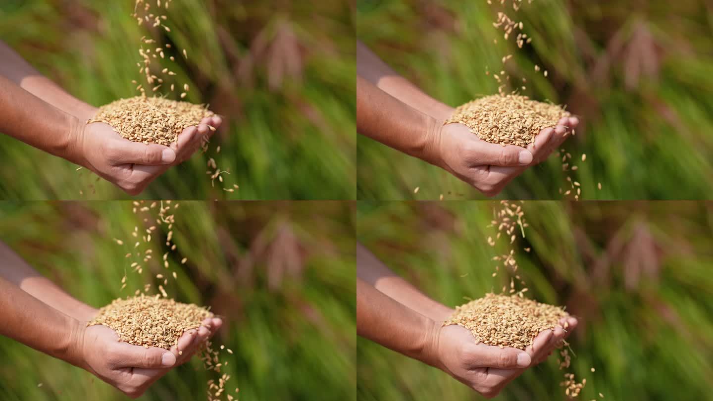 双手捧水稻 收谷子