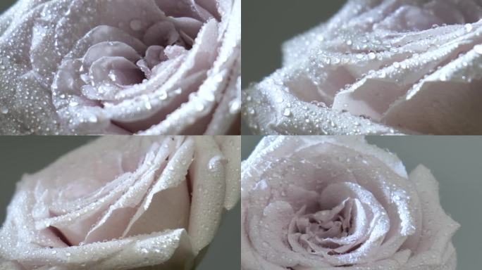 粉玫瑰特写水珠实拍素材
