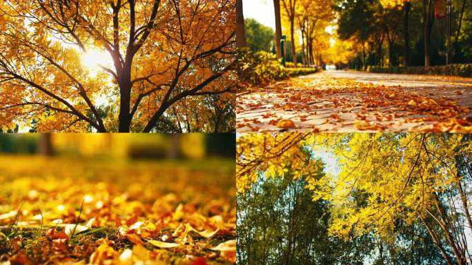 金色秋天阳光树叶-秋天落叶漫步小路