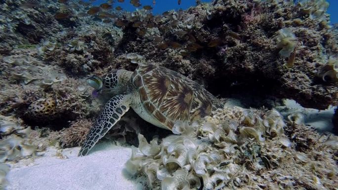 一只海龟和一条鱼在火山珊瑚礁系统外一起吃东西，这是一种奇妙的关系。