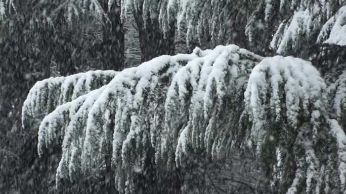 涩谷，东京，日本:代代木公园冬日雪景的慢镜头。