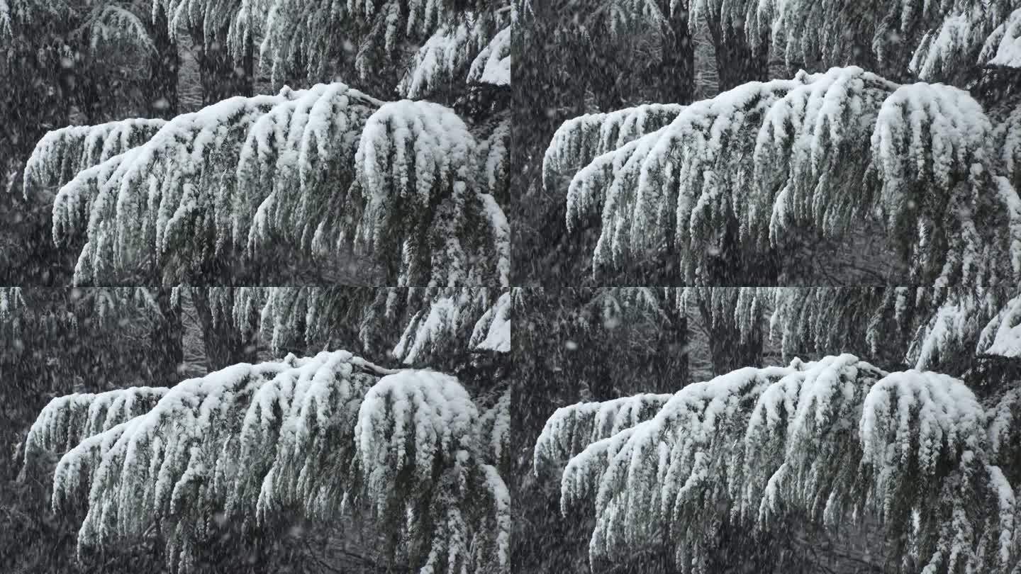 涩谷，东京，日本:代代木公园冬日雪景的慢镜头。
