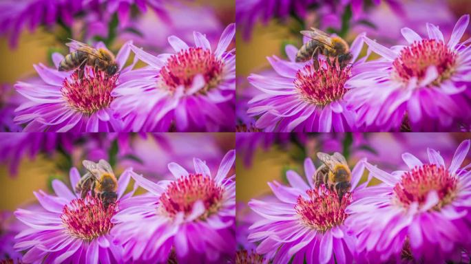 紫色花朵上的蜜蜂紫色花朵上的蜜蜂