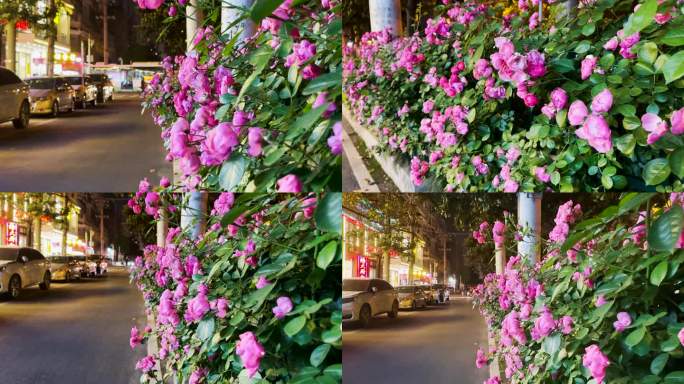 街边 街景 蔷薇花4k