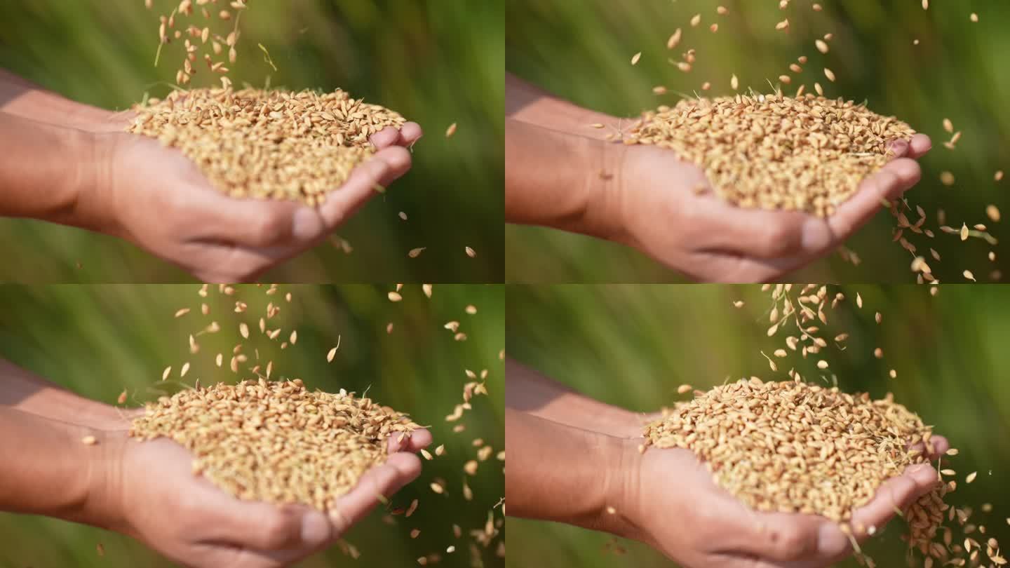 双手 大米 水稻