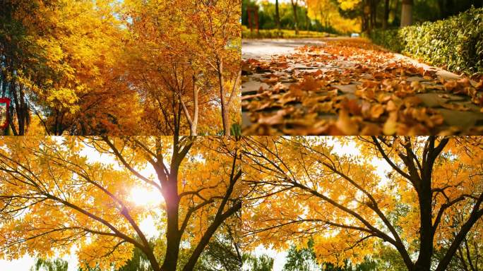 秋天阳光穿过树叶-秋天落叶-金色树叶