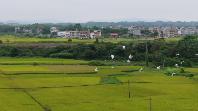 白鹭在田野里飞翔湿地公园野外