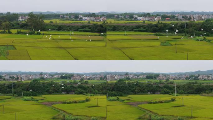 白鹭在田野里飞翔湿地公园野外