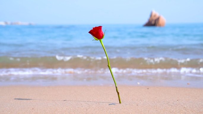 海边玫瑰花沙滩玫瑰花