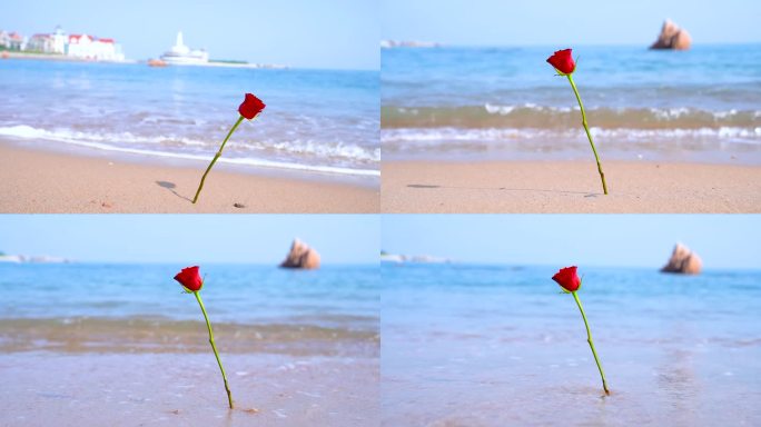 海边玫瑰花沙滩玫瑰花