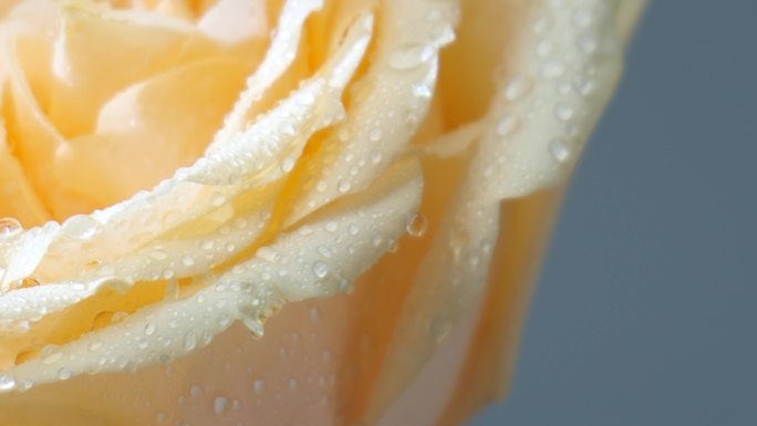 黄玫瑰特写露水水珠唯美实拍素材