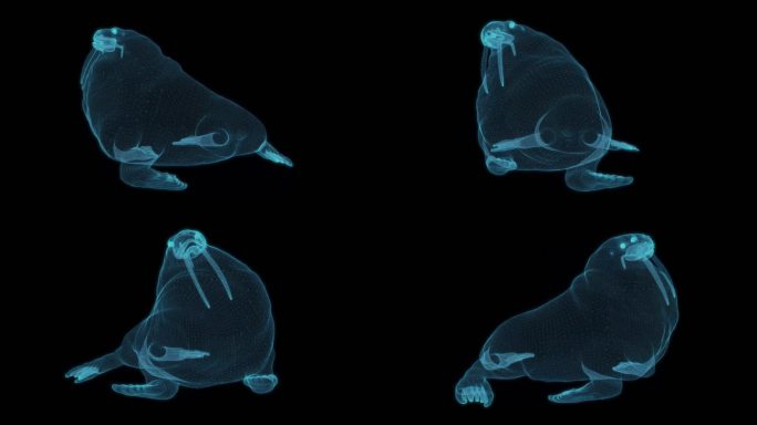 太平洋海象 海狮哺乳动物象牙肥胖可爱海洋