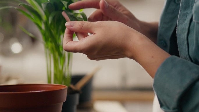 室内植物，一位白人妇女专注于她厨房里的植物。电影跟进镜头