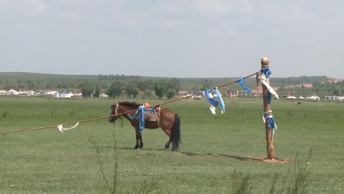 景区 蒙古 鄂尔多斯蒙古马