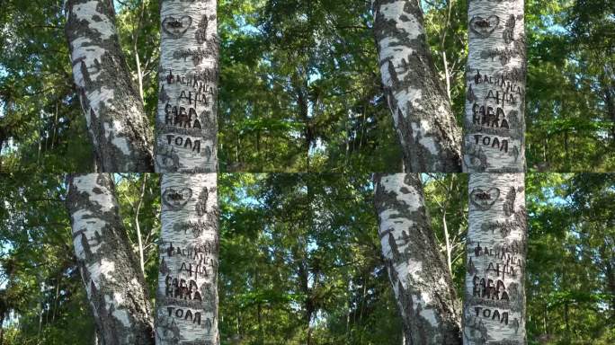 俄罗斯人用刀把他们的名字刻在桦树皮上。Borgmastarholmen,瑞典。