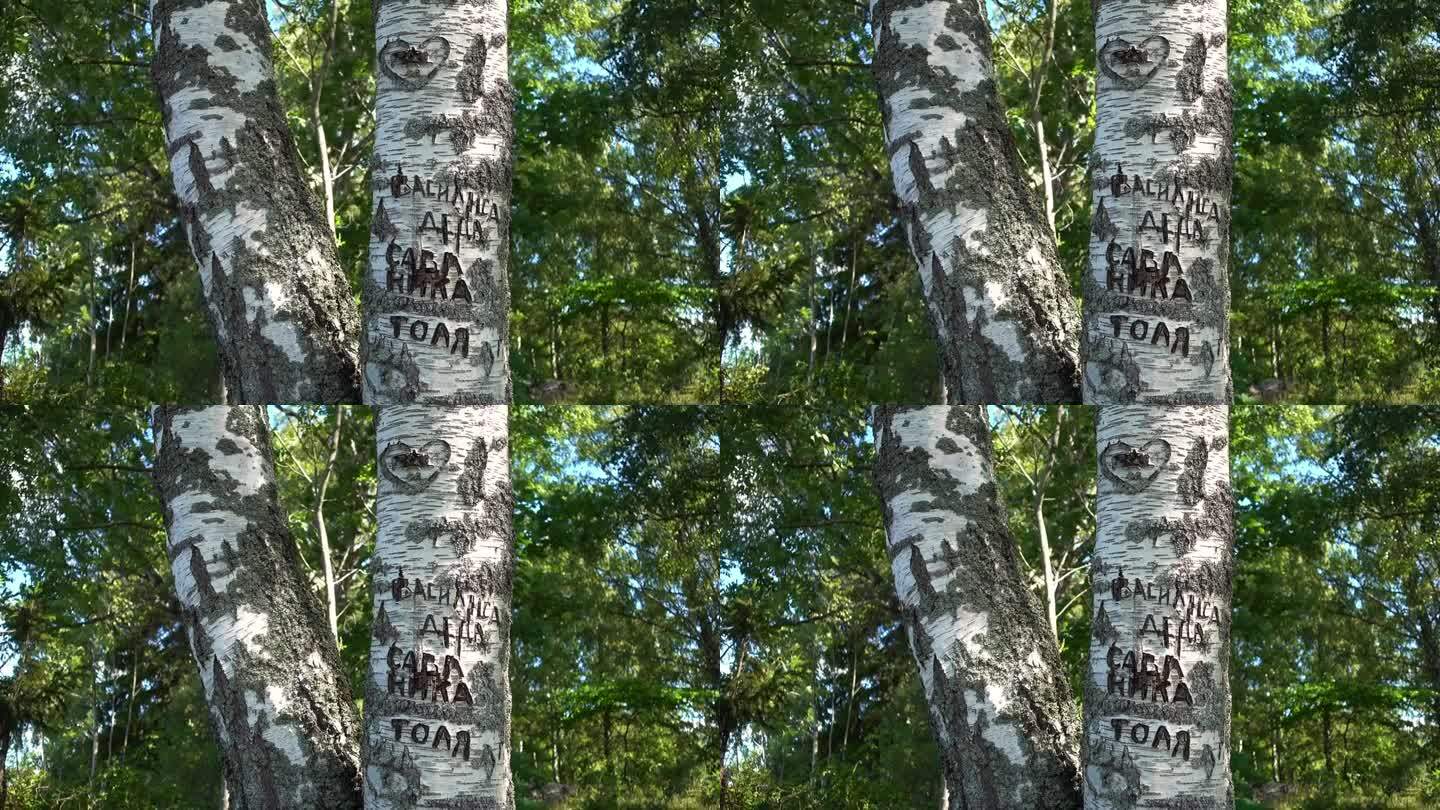 俄罗斯人用刀把他们的名字刻在桦树皮上。Borgmastarholmen,瑞典。