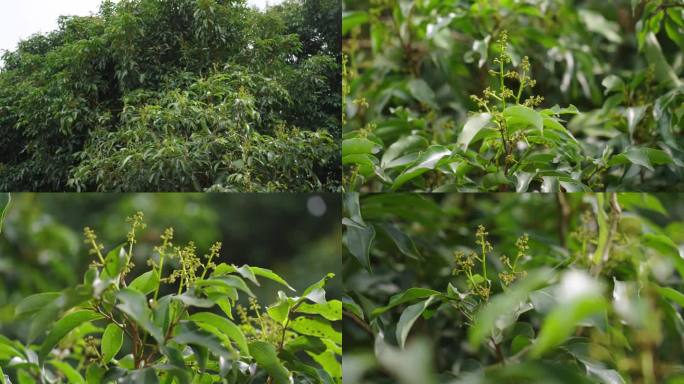 荔枝树 荔枝花