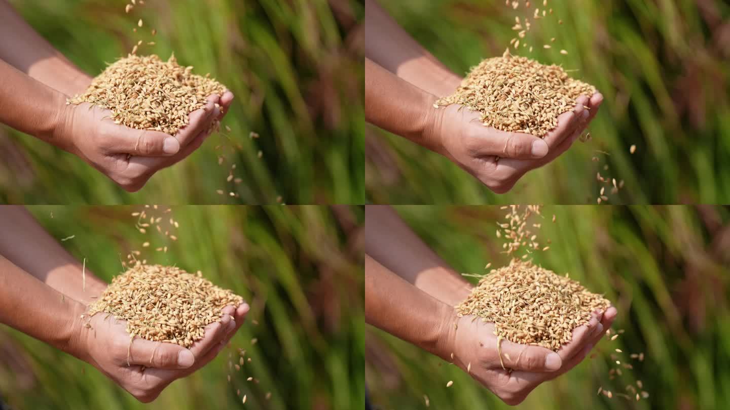 水稻丰收 双手捧水稻