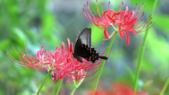 黑燕尾，从一簇朱顶花中吸取花蜜