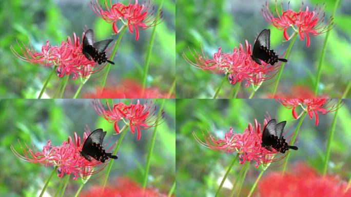 黑燕尾，从一簇朱顶花中吸取花蜜