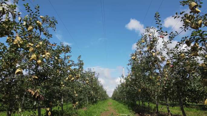 矮化苹果园 苹果庄园 苹果地