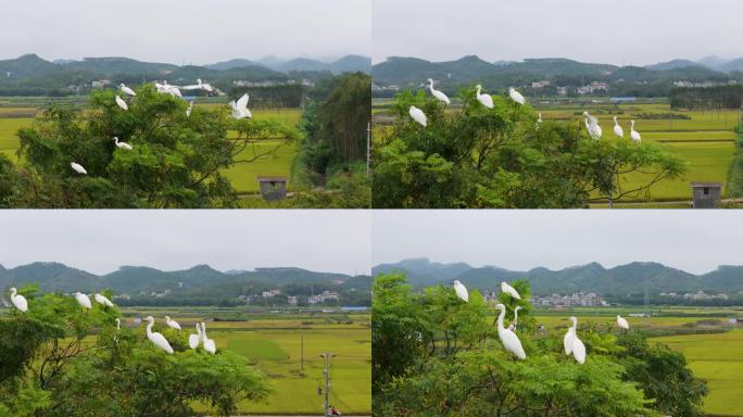 白鹭在田野里飞翔湿地公园野外