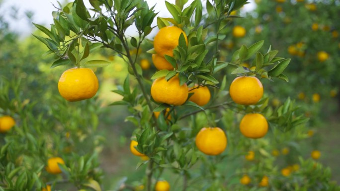 柑橘 沃柑  橘子 果树种植 种植桔子树