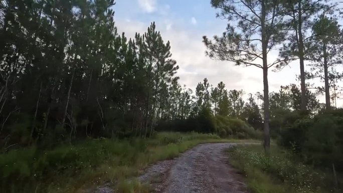 驾驶员在黎明的视野，而从铺砌的道路转向松林中使用的泥土轨道