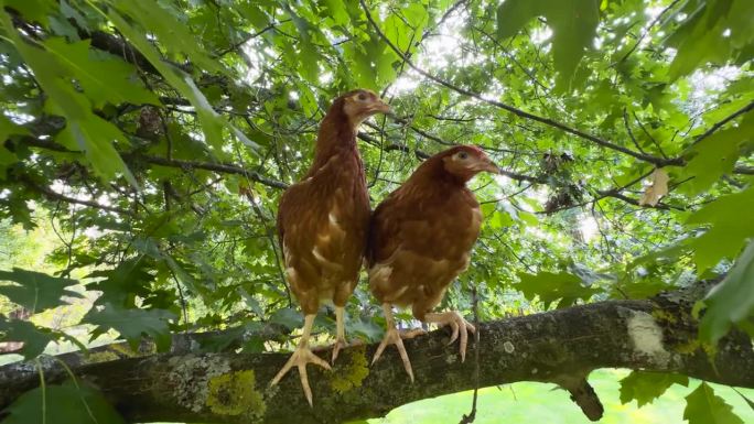 在丰富的树叶中栖息的Isa棕色鸡的超宽视野