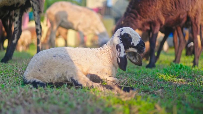 农村生活一群羊