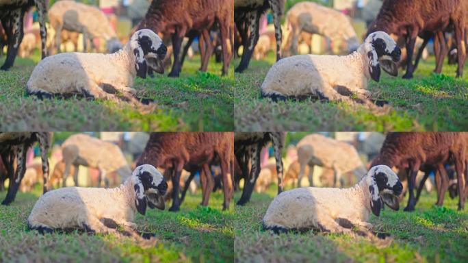 农村生活一群羊