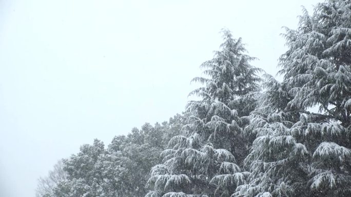 涩谷，东京，日本:代代木公园冬日雪景的慢镜头。