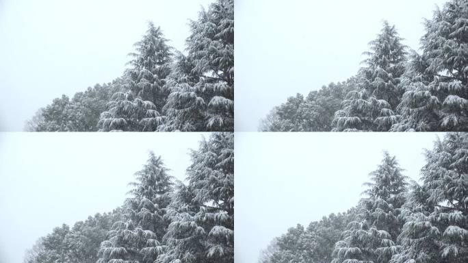 涩谷，东京，日本:代代木公园冬日雪景的慢镜头。