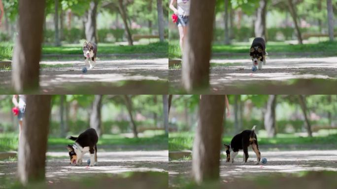 狗和主人在公园里学捡球。缓慢的运动。