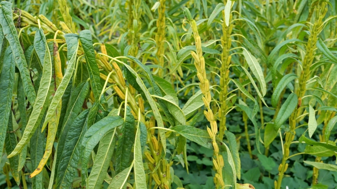 芝麻种植 芝麻素材 芝麻特写 芝麻开花