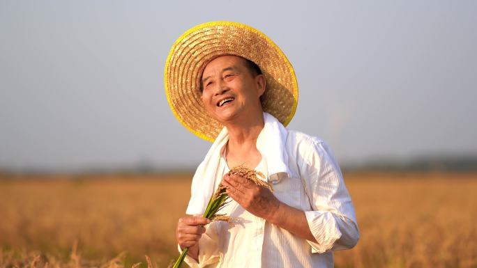 农业水稻丰收 丰收喜悦