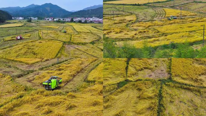 水稻倒伏收割机大米稻谷产量低