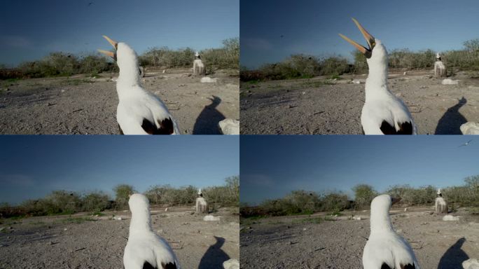 纳斯卡鲣鸟，苏拉·格兰蒂，一种在厄瓜多尔太平洋加拉帕戈斯群岛筑巢的白色海鸟。