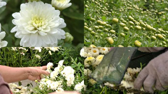 菊花 菊花茶 摘菊花