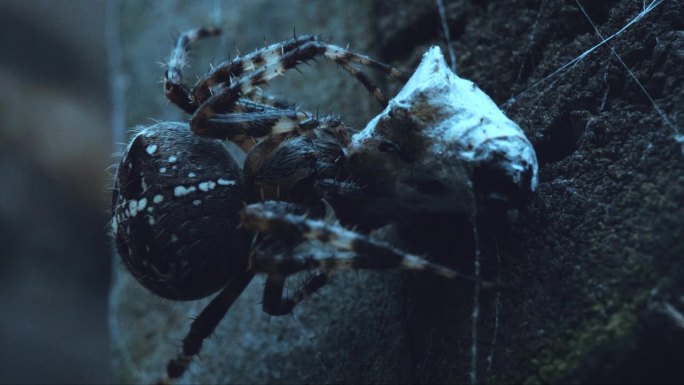 一只蜘蛛饱餐了它的猎物。这是一种高超的拉子类掠食性动物，它小心翼翼地吞食食物。可怕的毒牙随时准备注入